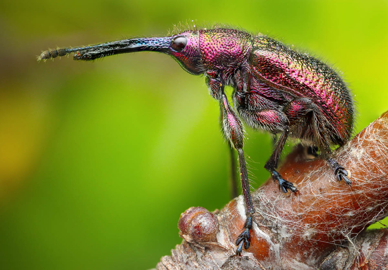 El segundo puesto fue para “Big Nose”, un gorgojo (Curculionidae) fotograf en Eslovaquia.Foto: Richard Kubica